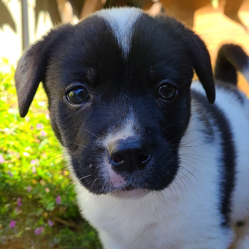 Meet your Posher, Robb